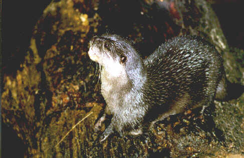 otter.jpg (29775 bytes)