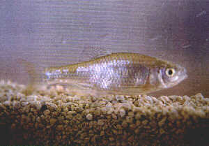 redshiner.jpg (10554 bytes)