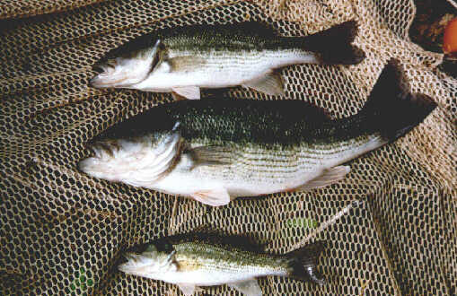 spotted bass.jpg (92454 bytes)
