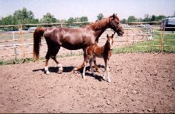 Talk's Status Lady and Foal